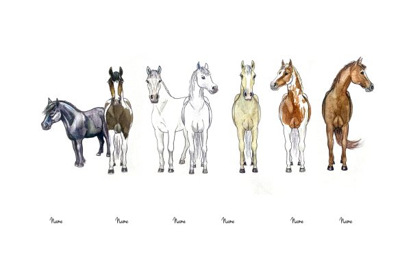 horse illustraions
